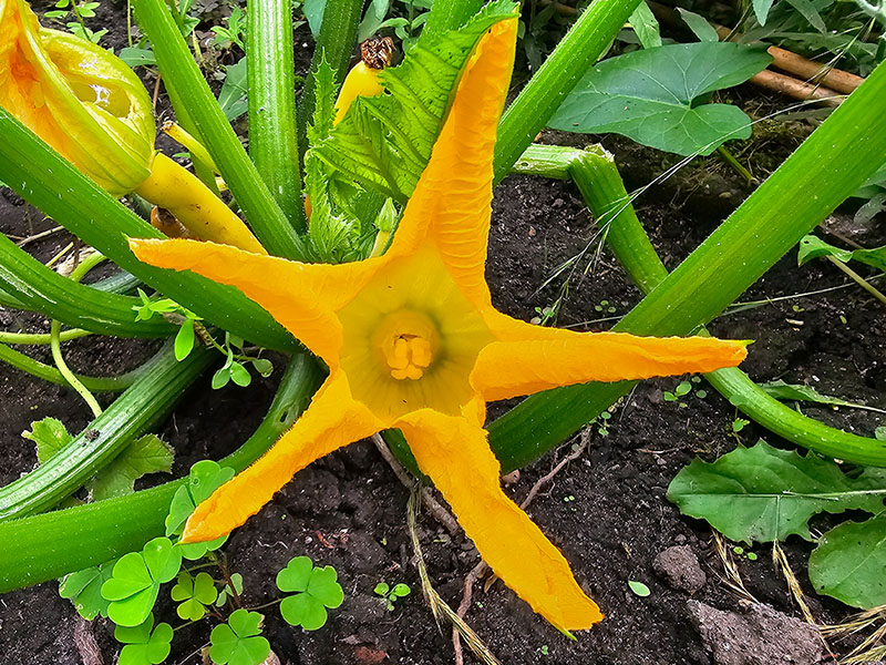 courgettes bloeiende bloemen courgette vrouwelijke bloemen binnenkant stampers