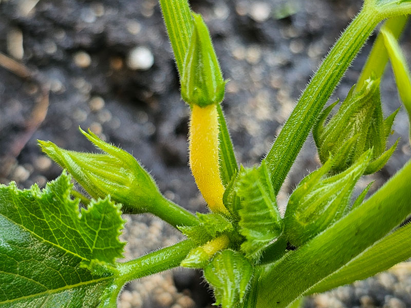 courgette mannelijke vrouwelijke bloemknoppen verschillen