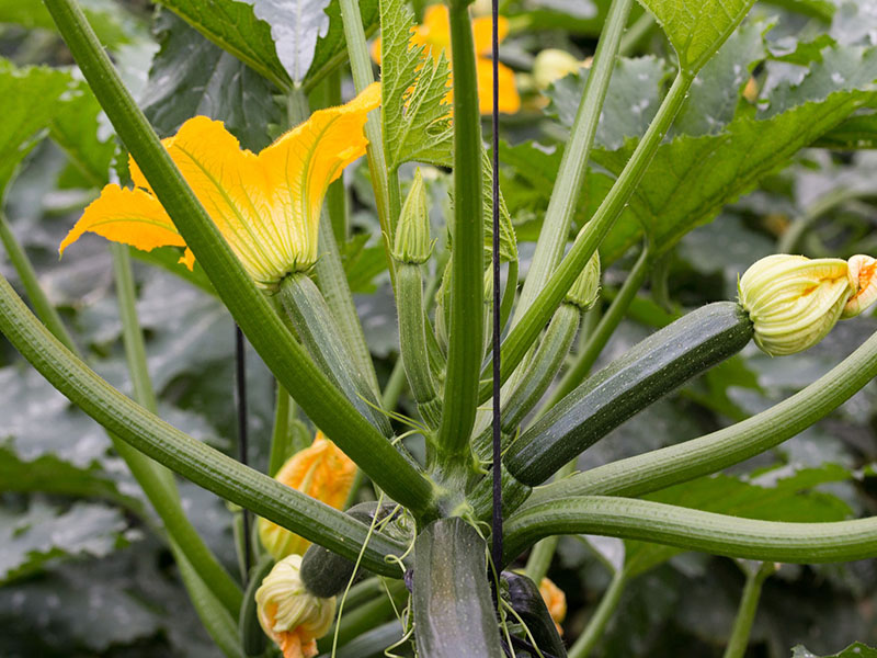 courgette bloemetjes bloeiende courgetteplanten vrouwelijke bloemen