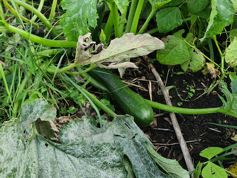 langwerpige groene courgette groengekleurde courgettes normale courgettes