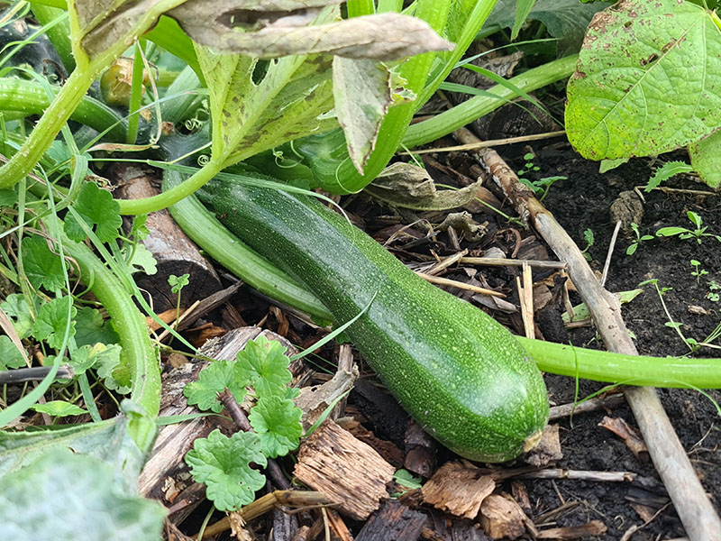 groene courgette vrucht oogsten courgettes grote vruchten courgetteplant kweken