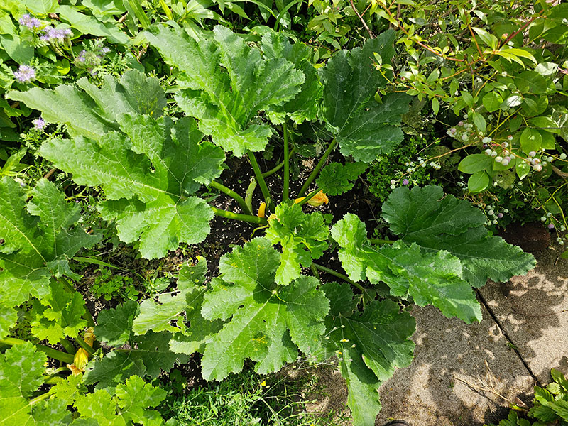 courgette grotere plant groeiende planten courgetteplant