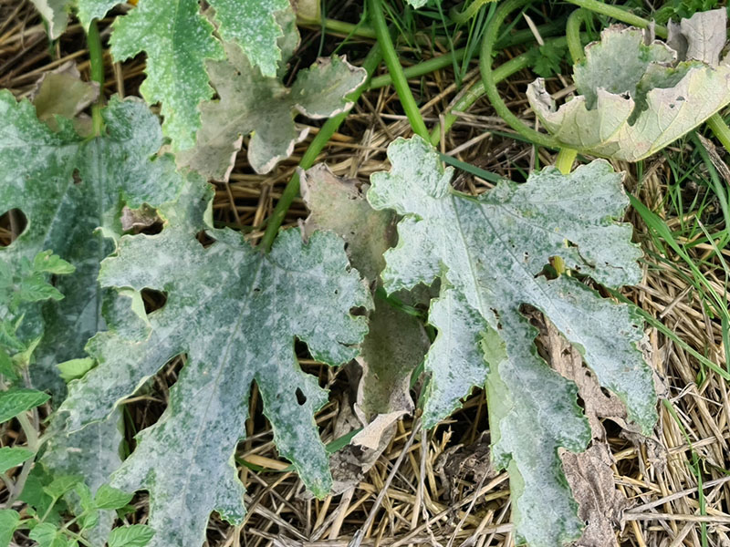 meeldauw courgette