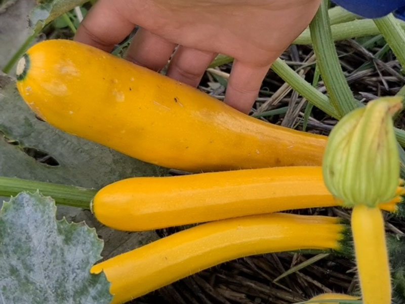 langwerpige gele courgette geelgekleurde courgettes