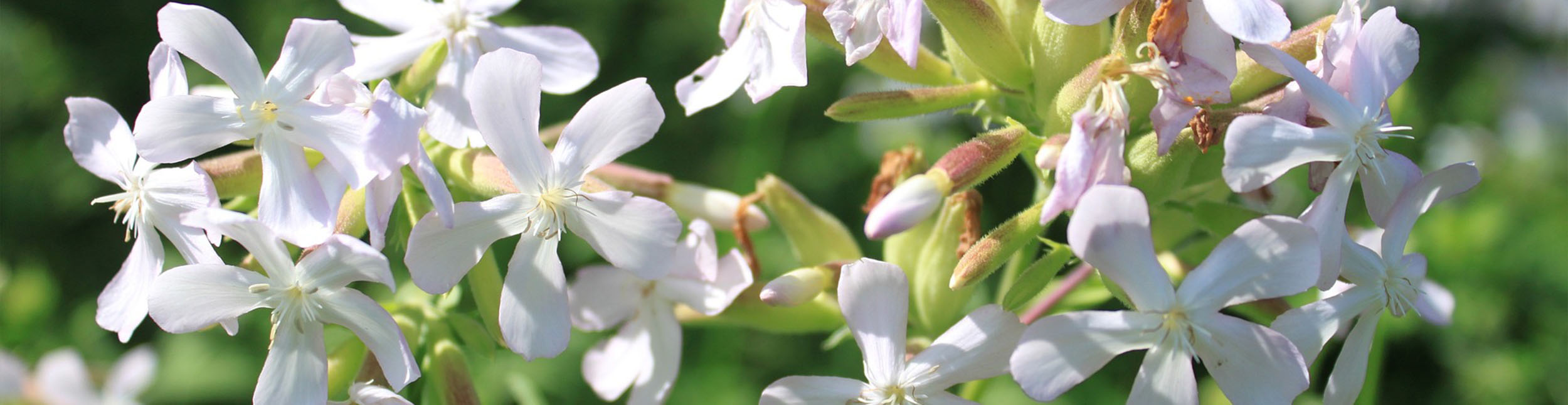 plant banner