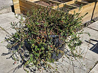 Cranberry grotere plant