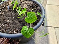  jonge plant