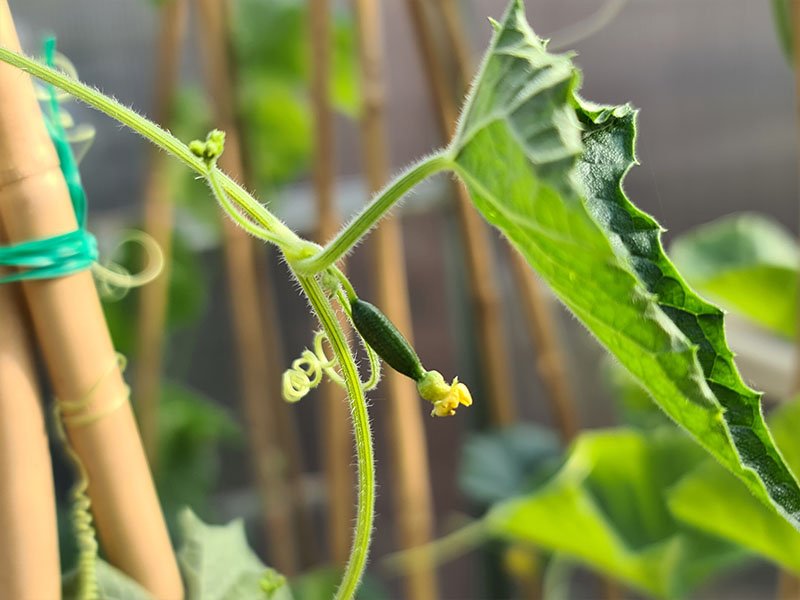 muismeloen bloemen cucamelon bloei bloemetjes vruchtbeginsels vruchtjes vruchten muismeloenen bestuiving bestuiven