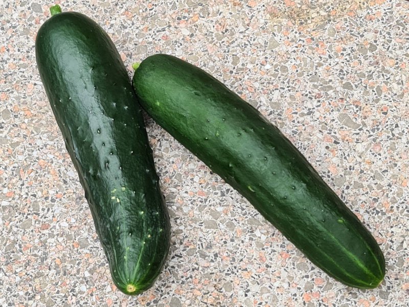 komkommer oogsten plukken keukenplanten