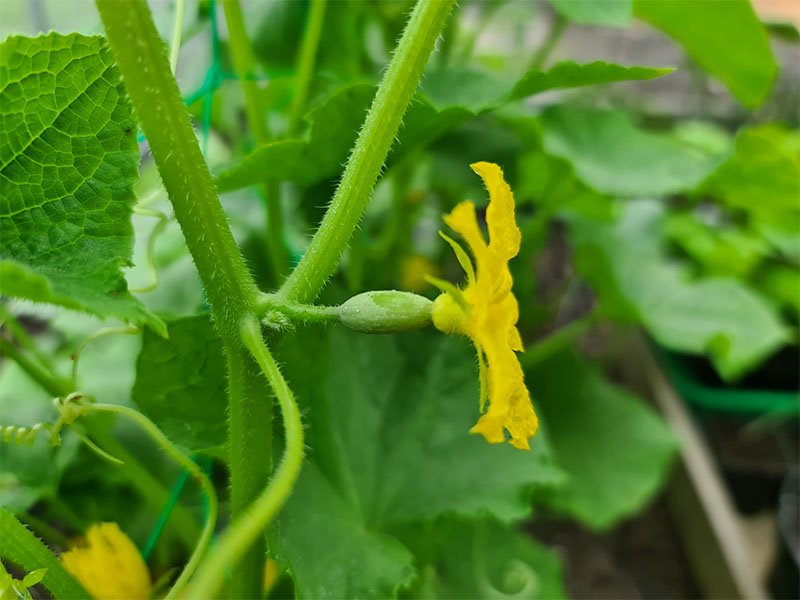 komkommer vruchtbeginsel gladde kommommers komkommerplant snackkomkommer bestuiven bloei bloemen komkommerplant