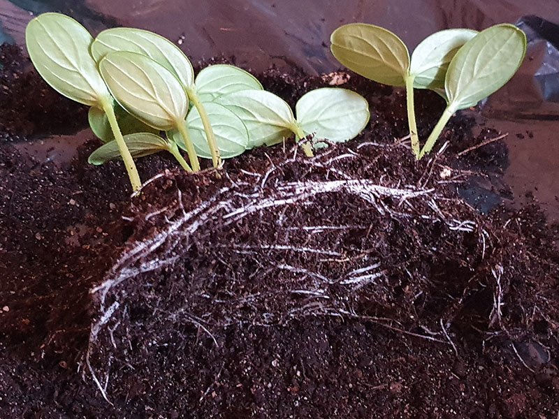 komkommer zaailingen wortels wortelstelsel worteltjes komkommerplant kleine komkommerplantjes augurkenplantje augurk