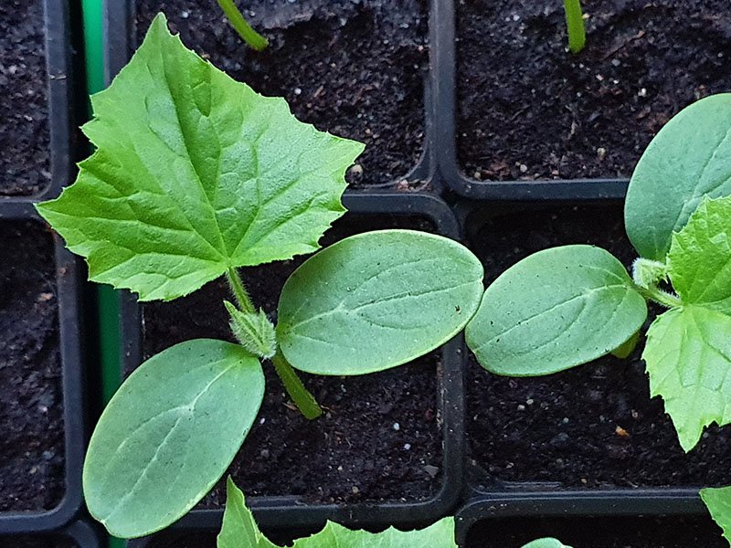 zelf komkommer zaaien komkommers zaaien zaailingen kiemplantjes kiemplanten augurken augurkenplantje komkommerplant