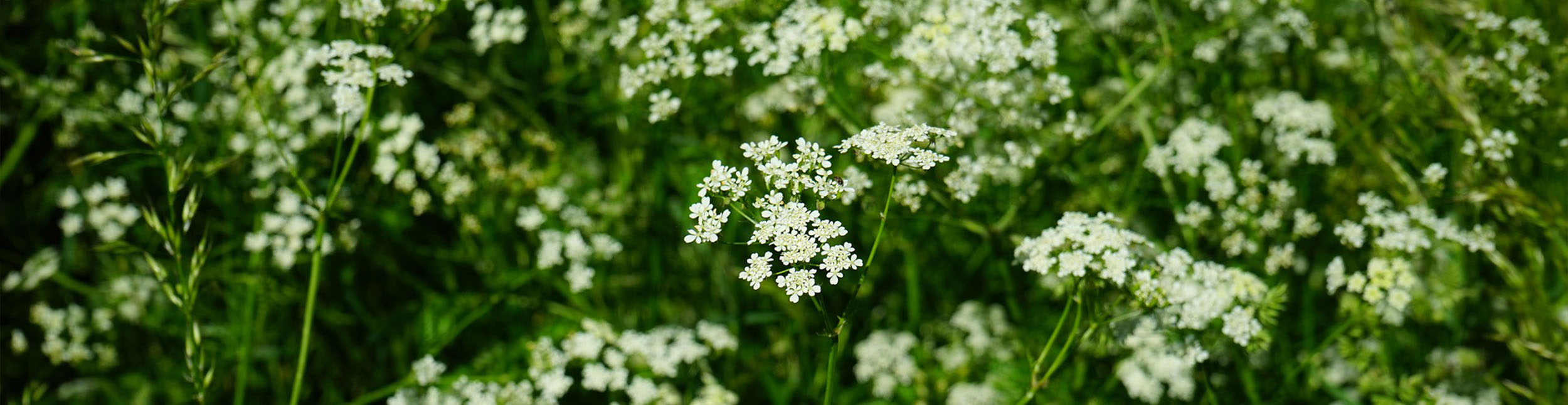 plant banner