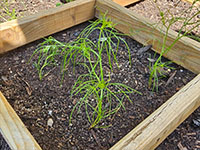  jonge plant