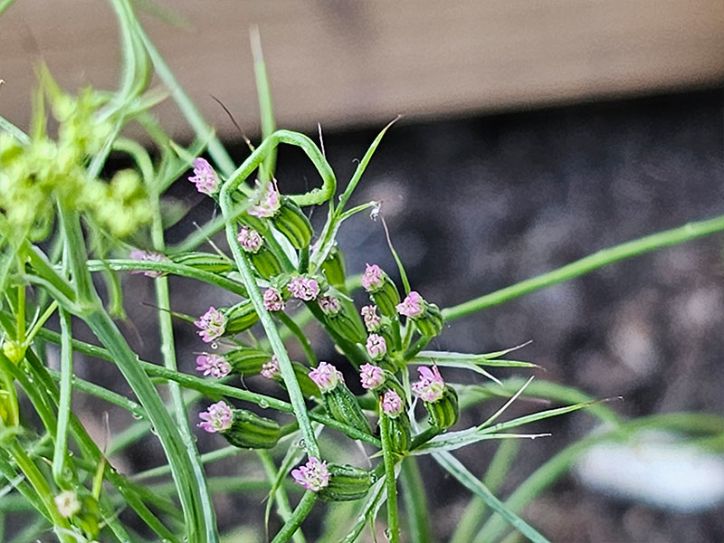 komijn bloemetjes bloemknoppen komijn bloei bloemen komijn