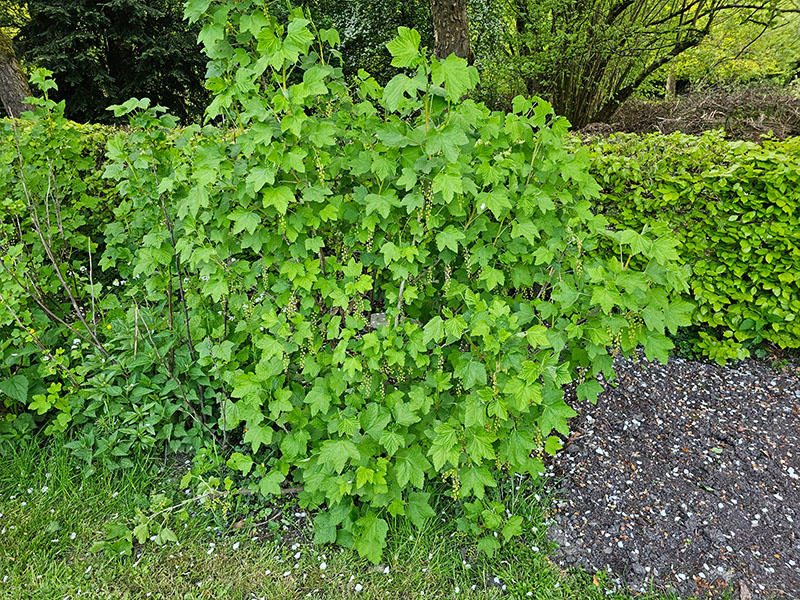 Fobie Arbeid radium Aalbes zaaien, kweken en oogsten! - Keukenplanten.nl