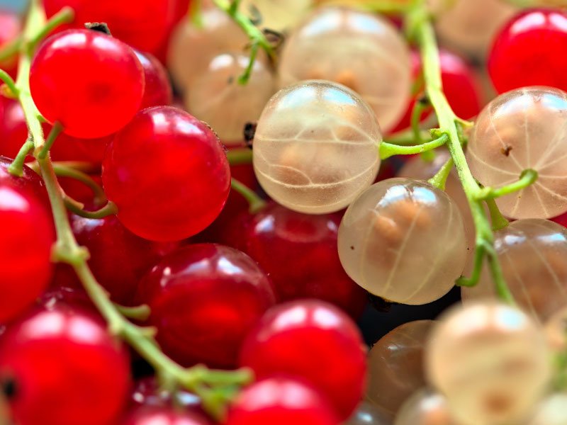 aalbes oogsten plukken keukenplanten