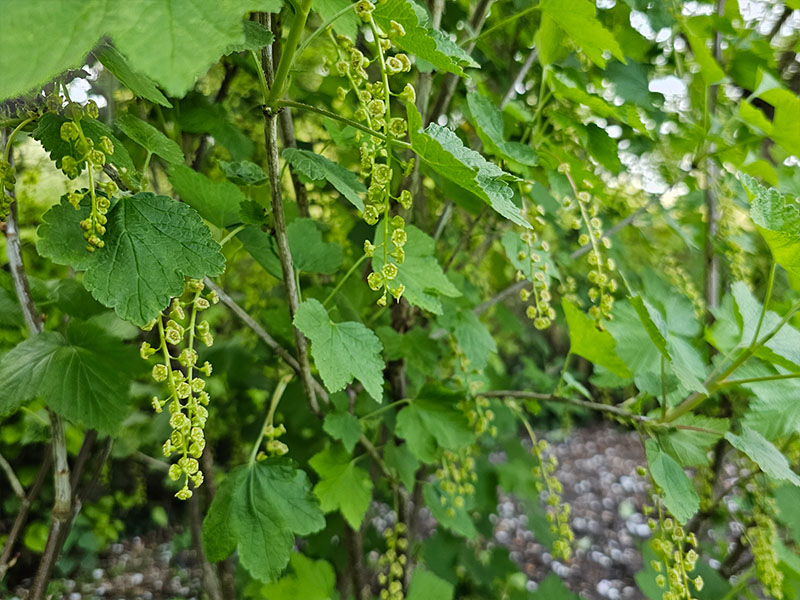 rode aalbessen bloei bessenstruik rode bessen bloemen