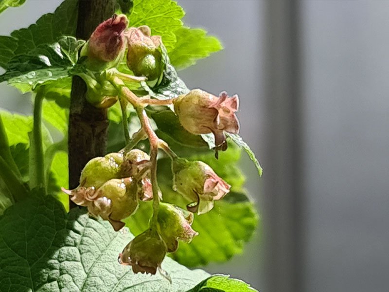 aalbes bloemen aalbessen bloei bessenstruik bestuiving