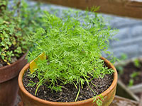  grotere plant