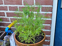  volgroeide plant