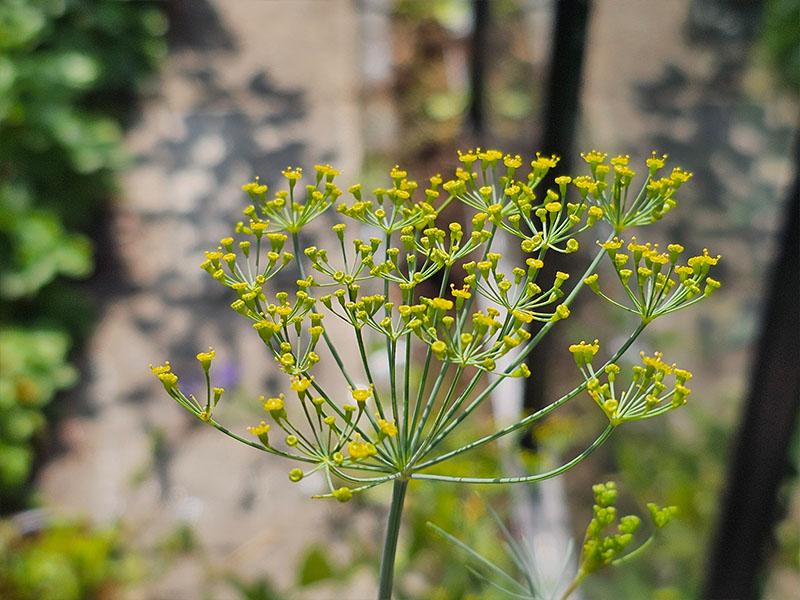 dille bloemen bloei bestuiven bestuiving keukenplanten
