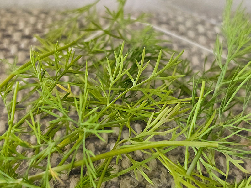 dille oogsten plukken keukenplanten