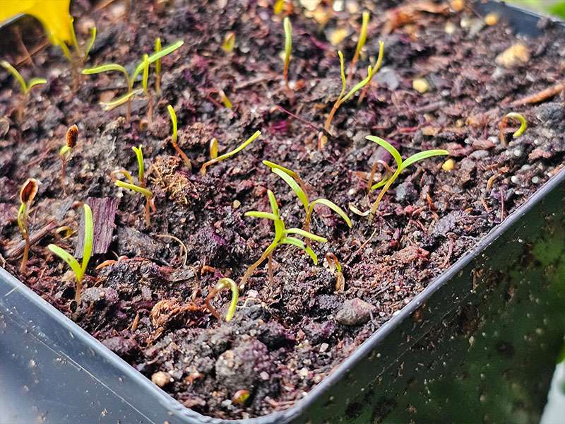 dille kiemplantjes dille zaailingen dilleplantjes dille zaaien en kiemen
