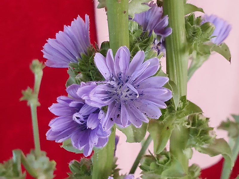 andijvie bloemen bloei bestuiven bestuiving keukenplanten