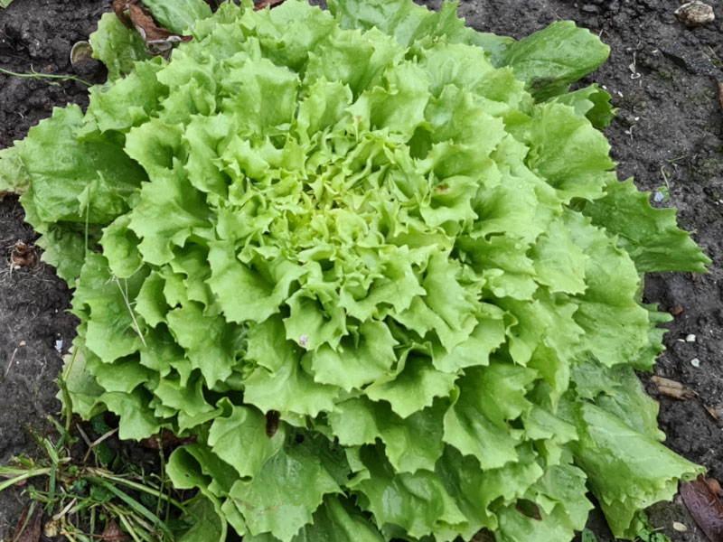 andijvie oogsten plukken keukenplanten