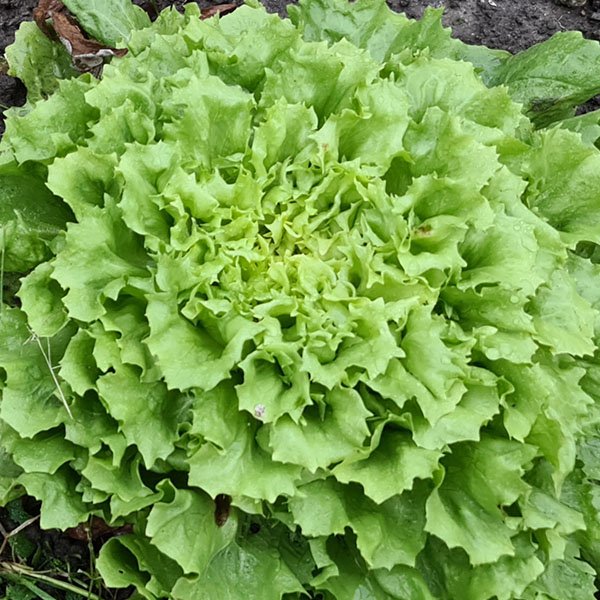 plant thumbnail