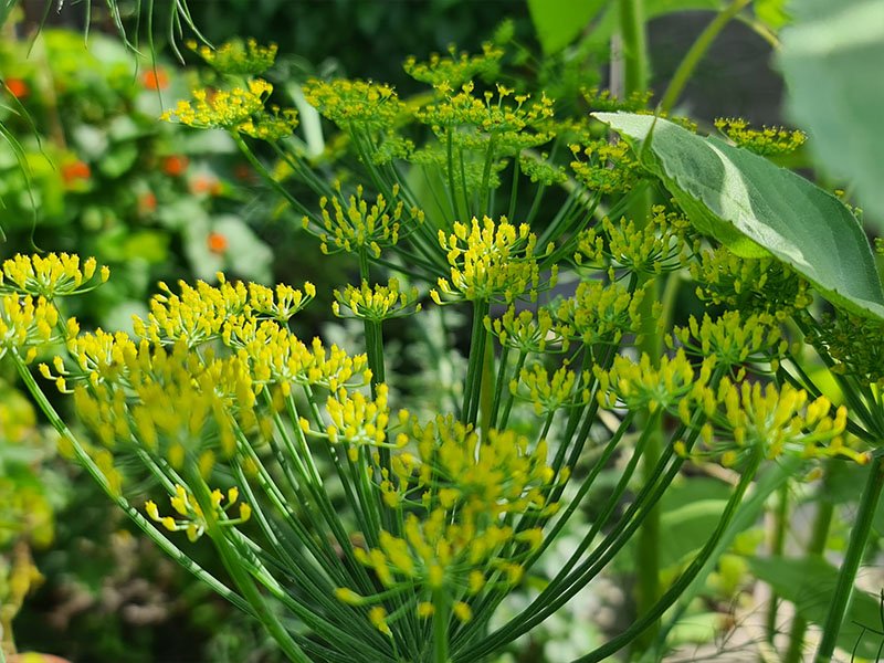 venkel bloemen