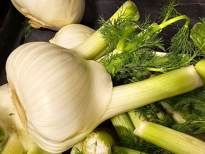grote knolvenkel oogsten laat gezaaide knolvenkel oogsten grote venkel rooien venkels knolvenkels