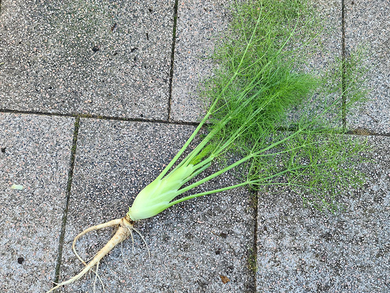 kleine knolvenkel oogsten vroeg gezaaide knolvenkel oogsten kleine venkels