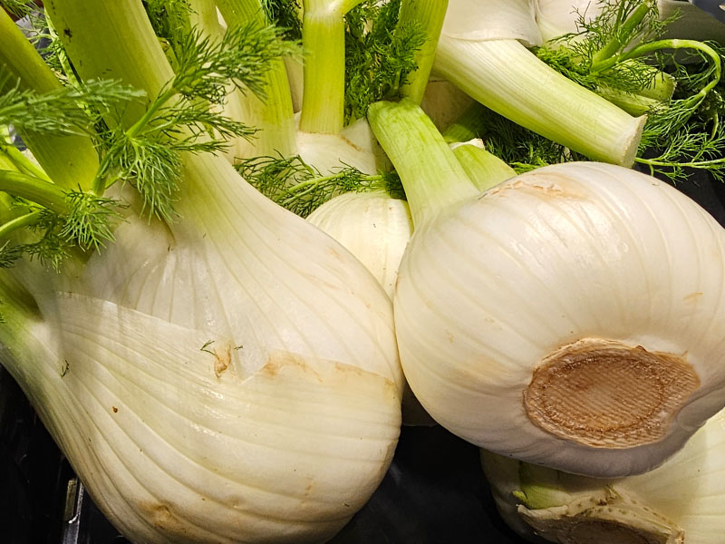 knolvenkel oogsten plukken keukenplanten