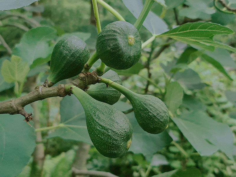 vijg oogsten plukken keukenplanten