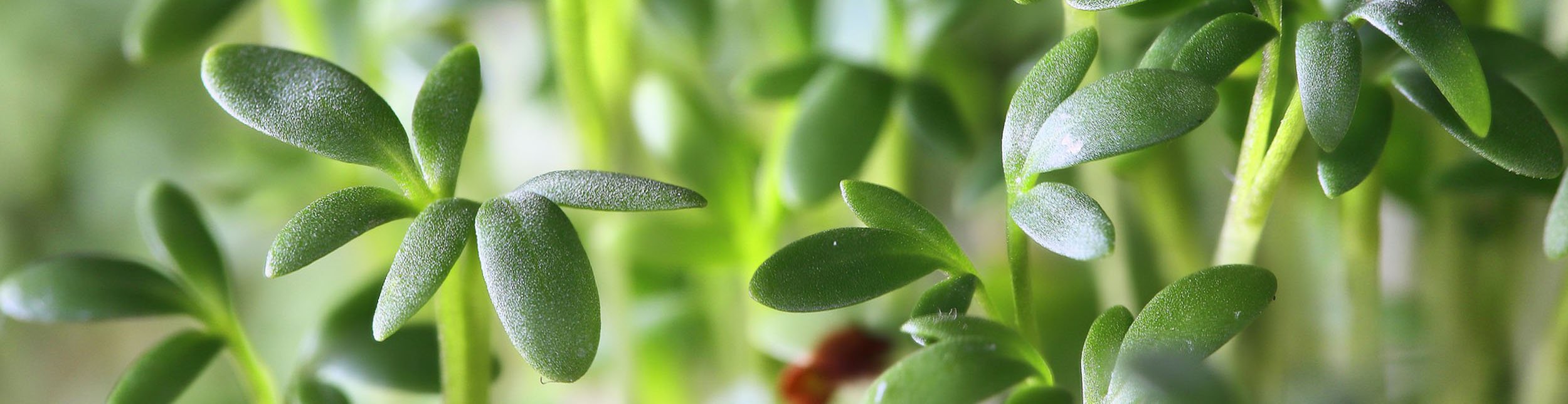 plant banner