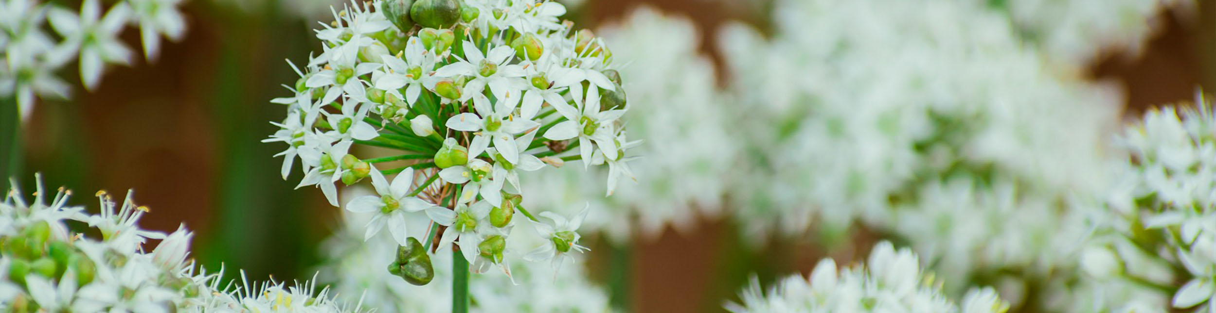 plant banner