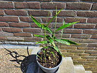  jonge plant