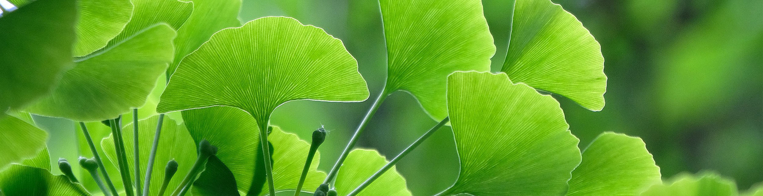 plant banner