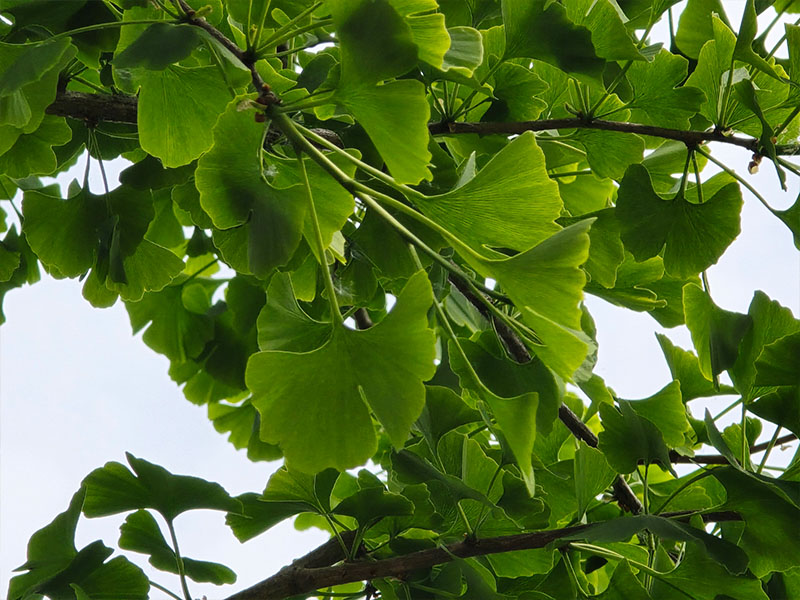 ginkgo blad ginkgo blaadjes oogsten vorm ginkgo blaadjes vormen eendenpootboom tempelboom bladeren blad van ginkgo biloba