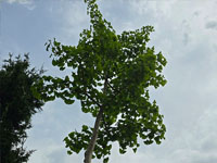Ginkgo jonge plant