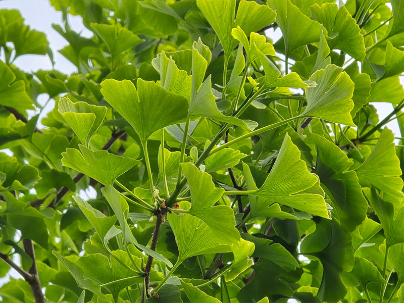 Het oogsten van een oogstrijpe ginkgo