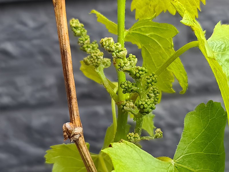 meisje oneerlijk Om toestemming te geven Druif zaaien, kweken en oogsten! - Keukenplanten.nl