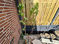 Druif jonge plant