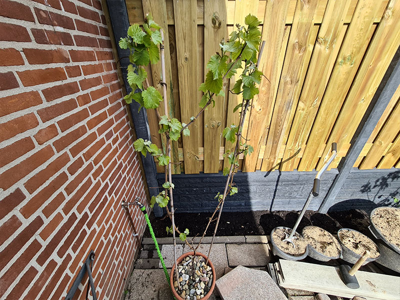 meisje oneerlijk Om toestemming te geven Druif zaaien, kweken en oogsten! - Keukenplanten.nl