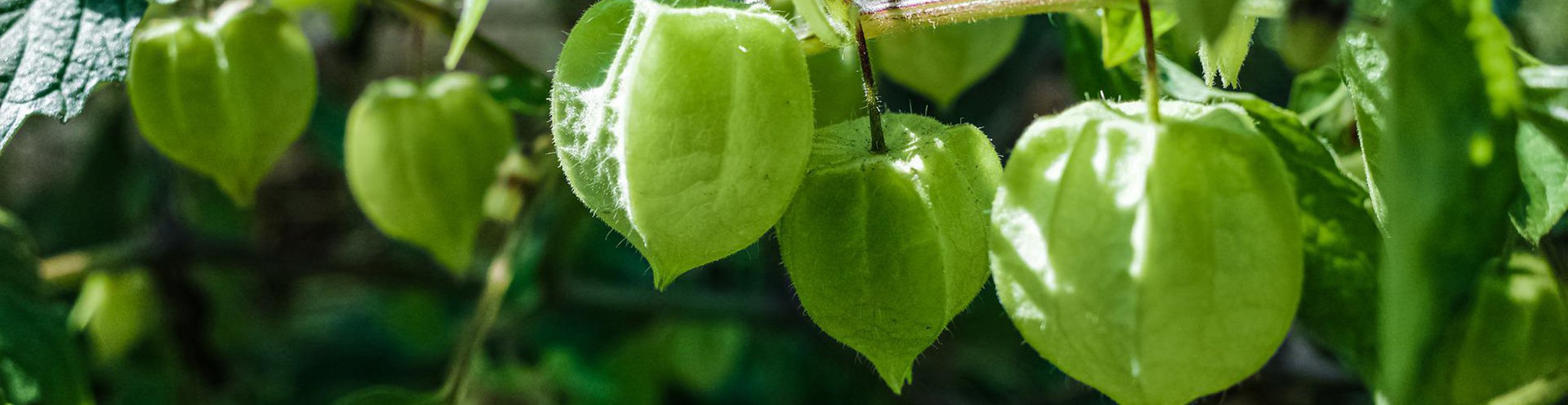 plant banner