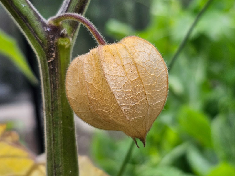 ananaskers oogsten plukken keukenplanten