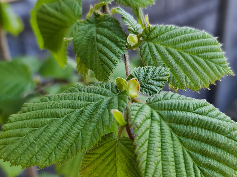 hazelnoot vruchtbeginsels kleine hazelnootjes hazelnoten bloei hazelnoot bloemen bloemetjes hazelaar bestuiving bestoven
