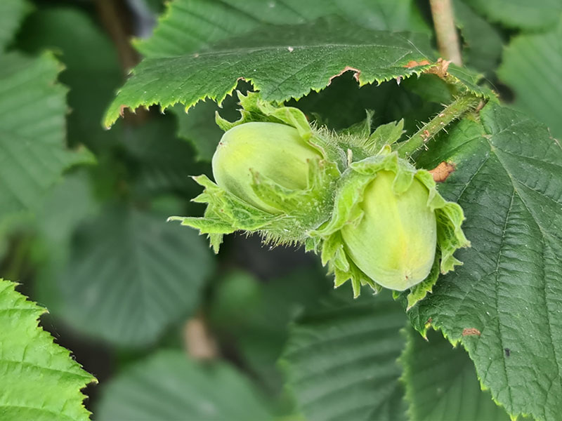 onrijpe hazelnoten plukken hazelaar hazelnoten oogsten hazelnootjes onrijpe hazelaar noten groene hazelnoten